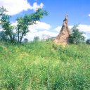 That is a very tall termite mound growing out of the ground