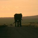 A very large bull elephants walks down a road at sunset
