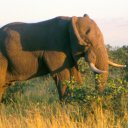 An old solitary bull forages among lush green tree of the savanna