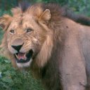 Bared teeth and a deep growl is a threatening sign from this young male lion