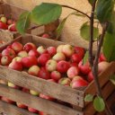 Fresh apples in the heart of Sweden\'s apple country