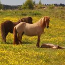 Horses and newborn near Ljungskile