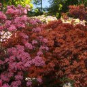 The incredible Rhododendron walk at Sofiero Palace & Gardens