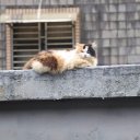 taiwan-cat