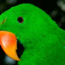 Eclectus Parrot, Papua New Guinea