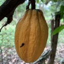 Cacao-Fruit