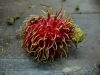 Tropical Fruit
