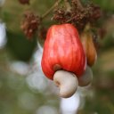 cashew-guinea-bissau