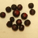 catalina-cherries