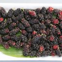 mulberry-fruit