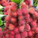 rambutan-jakarta