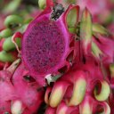 red-dragonfruit