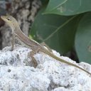 lizard-st-croix