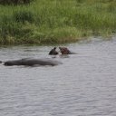 Hippos along the Zambia River