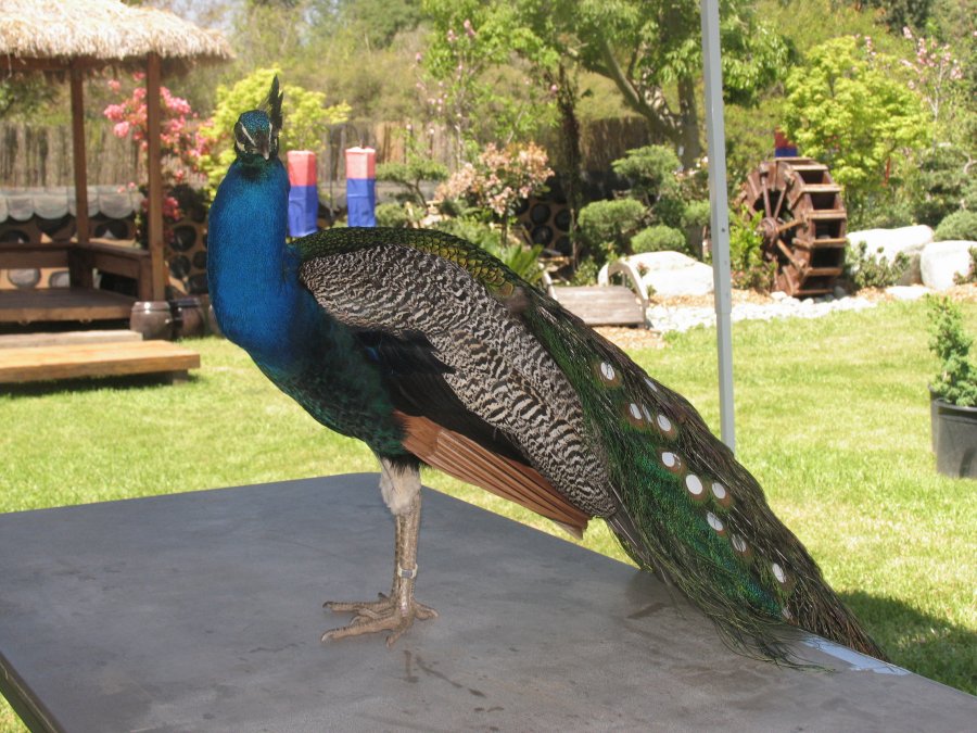 http://www.davestravelcorner.com/wp-blog/wp-content/uploads/2006/04/Los-Angeles-Arboretum-Peacock.jpg
