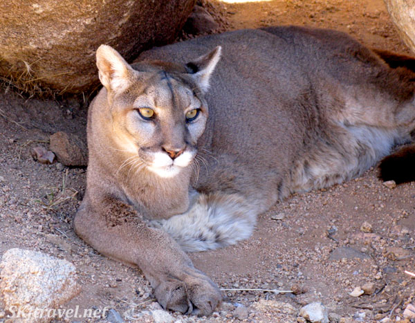 Wild animal sanctuary arizona