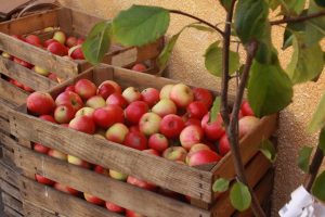 Fresh apples in September