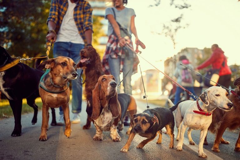 The Best Dog Friendly Attractions In New York Dave s Travel Corner