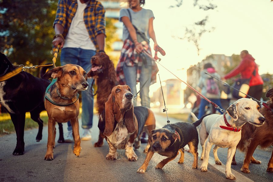 The Best Dog-Friendly Attractions in New York - Dave's Travel Corner