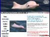 HK Dolphin Watch