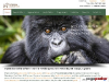 Rwanda Gorilla Safari