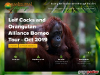 Orangutan Odysseys