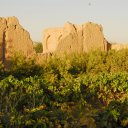 Fruit orchards like this one sprawl all over the Hari Rud River plain in Herat Province