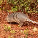 Armadillo