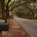 A beautiful spanish moss oak lined street, Magnolia Springs