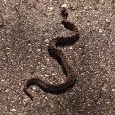 Pygmy Rattlesnake