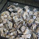 Hump-Island-Oyster-Company-8