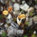 Closeup of tiny flowers growing on rocky hillsides near Chena Hot Springs