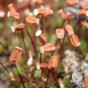 Small seed capsules growing near Chena Hot Springs