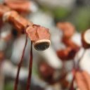 Seed pods