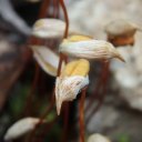 These micro seeds were in the process of shedding their silky coverings