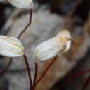 Micro seeds growing in and among the Lichen