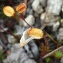 Closeup of very very tiny seed pod