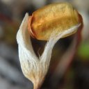 Super closeup of small seed pod