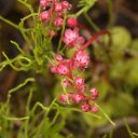 Awesome flowers growing on the banks of the Yukon River