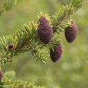 Young pine cones on Angel Rocks hike near Chena