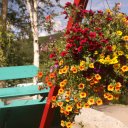 Summertime flowers at Chena Hot Springs