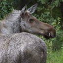 One of the famous Alaskan Moose