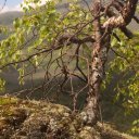 Tough tree growing on rocky hillside, Angel Rocks