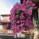 Cafe-Flowers-in-town-of-Tok