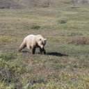 Grizzly-Bear-Denali