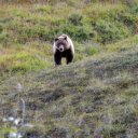 Grizzly-Bear-foraging-for-food-in-Alaska
