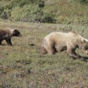 Grizzly-Mom-Cub-in-Denali-National-Park