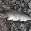 Alaskan-Salmon-nickname-Humpy