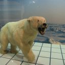 Polar-Bear-Anchorage-International-airport