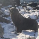 antarctica-oceanwide-expeditions-107